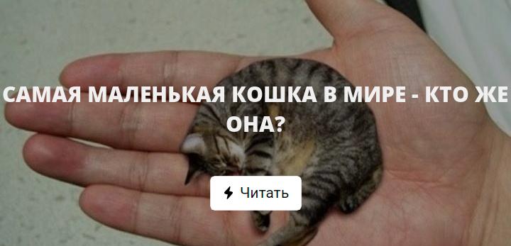 САМАЯ МАЛЕНЬКАЯ КОШКА В МИРЕ - КТО ЖЕ ОНА?