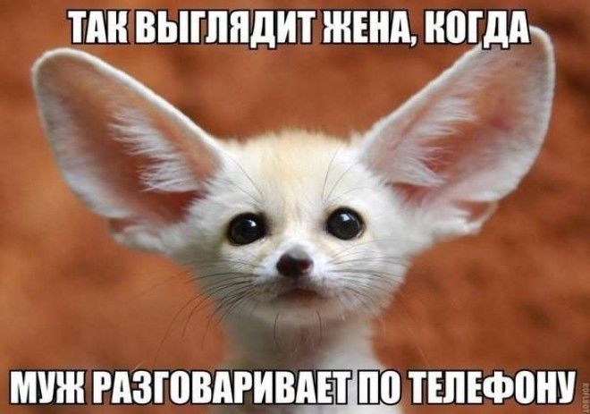 смотреть картинки смешные картинки онлайн смотреть картинки смешные картинки