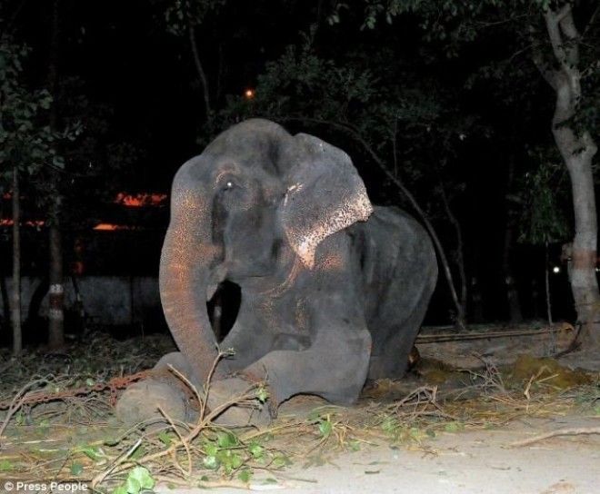 Индийский слон расплакался от радости после освобождения из 50летнего рабства