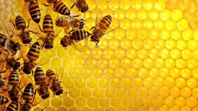 Картинки по запросу пчелы