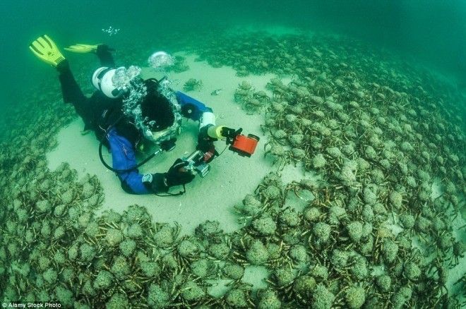 Ужасы морских глубин опасности которые таит в себе океан