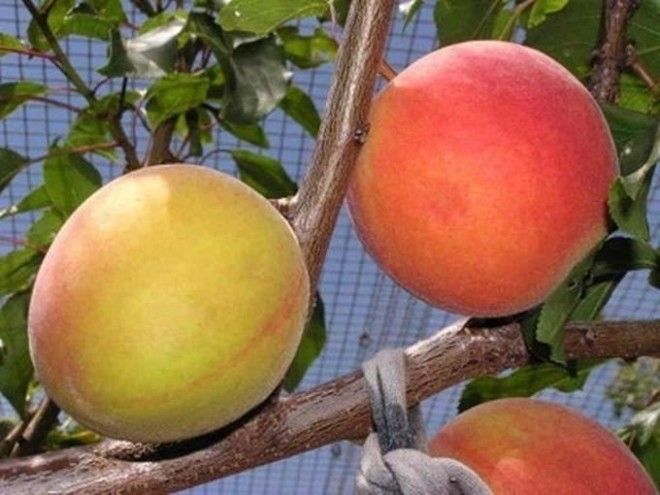 16 чудес скрещивания фруктов и ягод