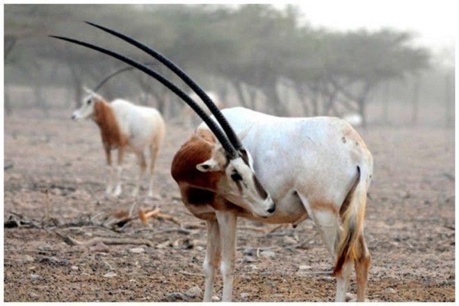 Антилопы ориксы длина рогов достигает 120 см интересное красота природа рога флора