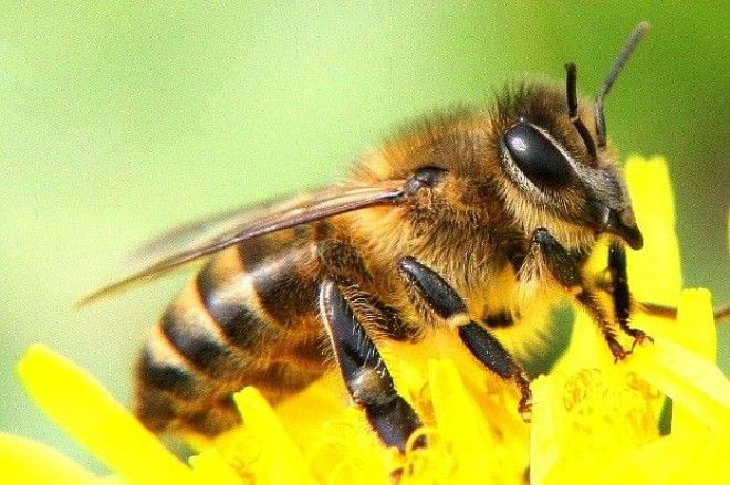 Картинки по запросу пчелы