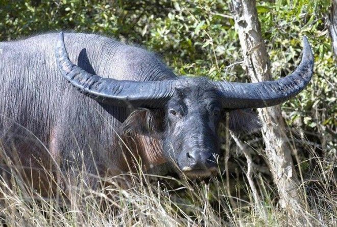 Буйволы Рога саванновых достигают 15 метров а лесных буйволов намного меньше и слабее практически никогда не срастаются и редко достигают длины даже 40 см интересное красота природа рога флора