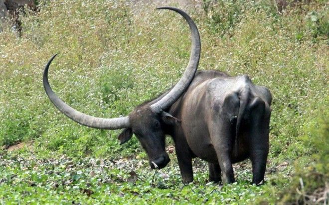 Индийский буйвол интересное красота природа рога флора
