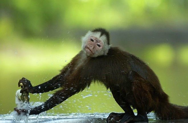 Полагать что обезьяны очаровательные милашки в мире костарика люди