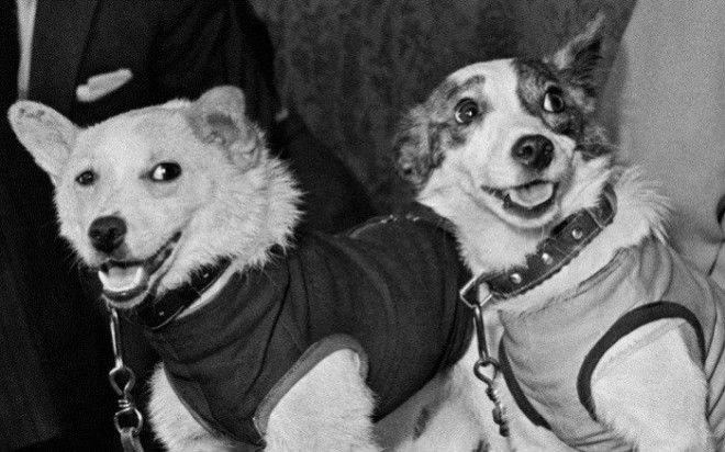 Белка и Стрелка самые известные собаки Советского Союза Фото armsexporu