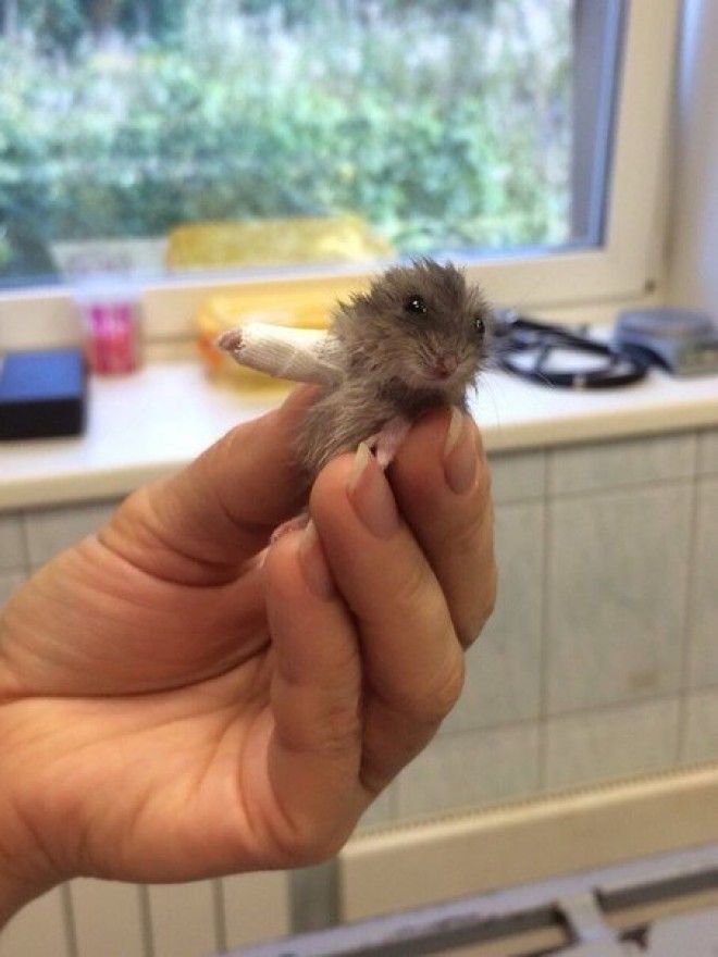 Трогательная история случилась в Петрозаводске летом 2016 г Ветеринар наложила шину хромающему хомяку ветеринария животные помощь животным