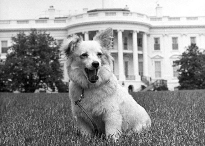 Пушинка собака подаренная Хрущевым семье Кеннеди Фото icpicslivejournalcom