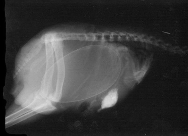 Беременная птица киви беременность, животные, рентген