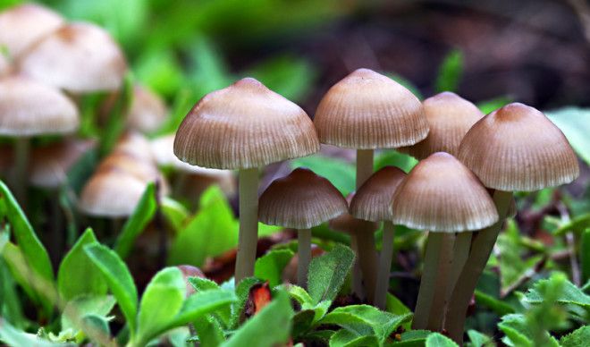 Грибы В грибах содержатся уникальные питательные вещества в том числе аминокислота под названием эрготионеин увеличивающая срок жизни клеток Грибы единственный в мире природный источник эрготионеина