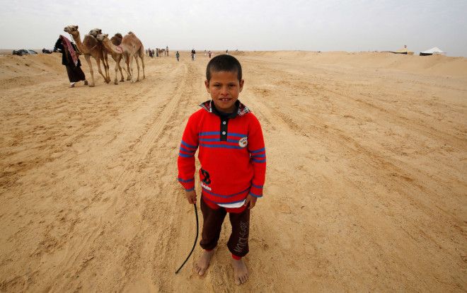 Как в Египте проходят скачки на верблюдах
