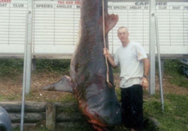 Вес акулы 810 кг На данный момент абсолютный действующий рекорд по самой большой по весу когдалибо пойманной тигровой акуле принадлежит Кевину Джеймсу Клапсону У берегов Улладулла Австралия в марте 2004 года рыбак выловил тигровую акулу весом 810 кг