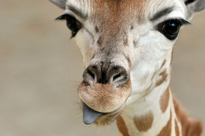 S15 малоизвестных фактов о жирафах