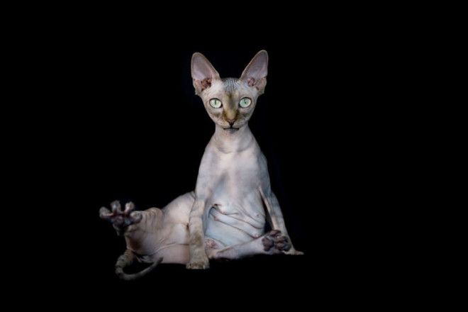 Завораживающие портреты бесшёрстных кошек