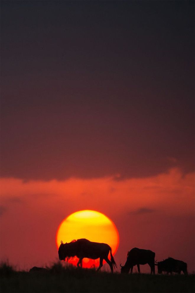 Фантастические закаты в Масаи Мара. Фотограф Пол Гольдштейн