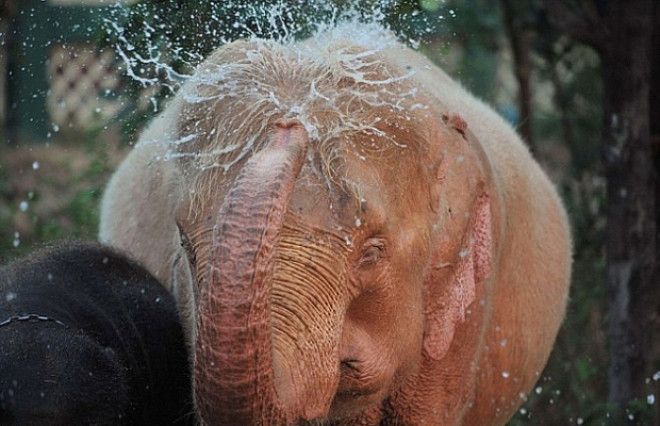 SРозовые слоны существуют