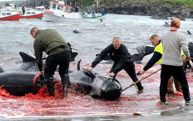 Вся правда об убийстве дельфинов в Дании