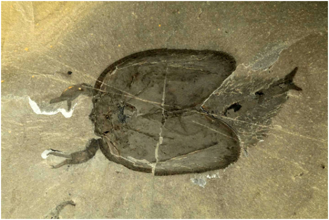 Шок Найден доисторический монстр с 50ю ногами