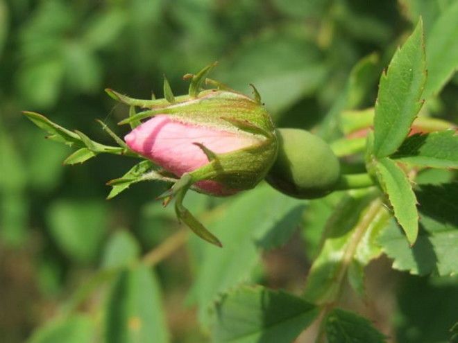 Тысячелетняя роза Хильдесхайма удивительное чудо природы
