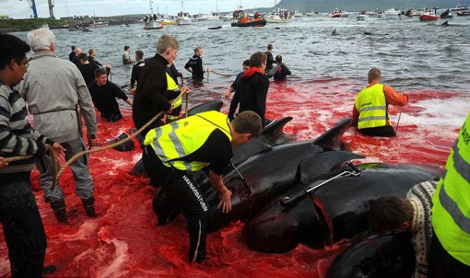 Вся правда об убийстве дельфинов в Дании