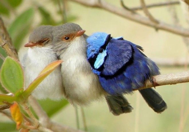 птицы любят обниматься