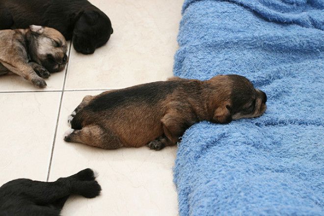 B30 щенков которые могут уснуть где угодно и как угодно 