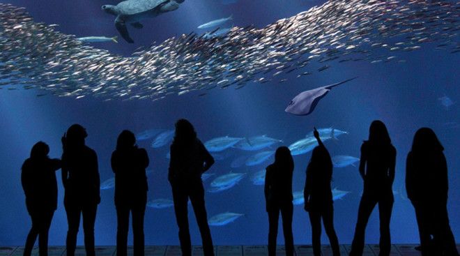 Deep Aquarium Халл Великобритания Открытый в 2002 году Deep Aquarium это одновременно и открытый аквариум и морской исследовательский центр расположенный в Халле Англия Резервуар на 25 миллионов литров воды служит домом для морских черепах акул и других морских созданий