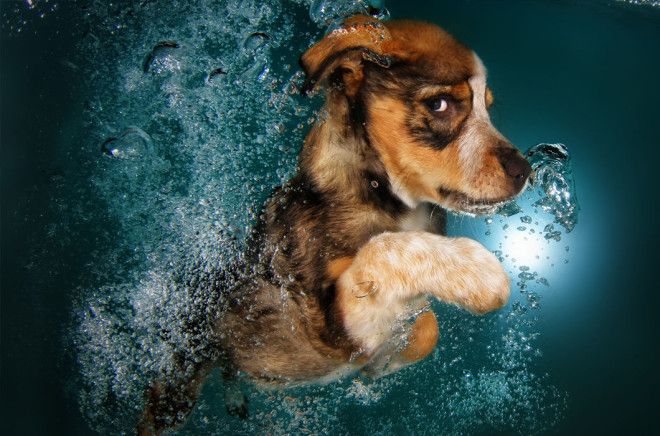 Фотоподпорка сухопутных животных застигнутых за плаванием