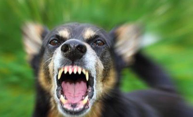 Спецназ советует: как действовать при нападении собаки