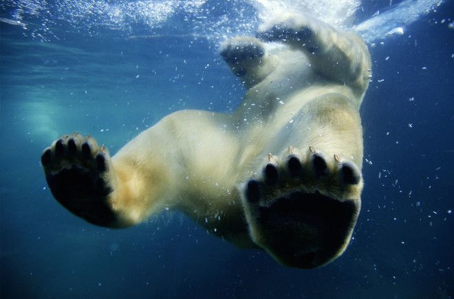Фотоподпорка сухопутных животных застигнутых за плаванием