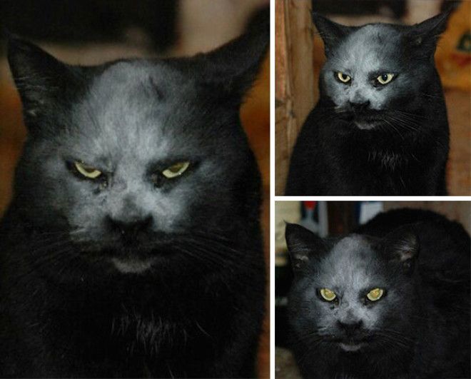 He Is Not A Devil He Is Just A Cat In Flour