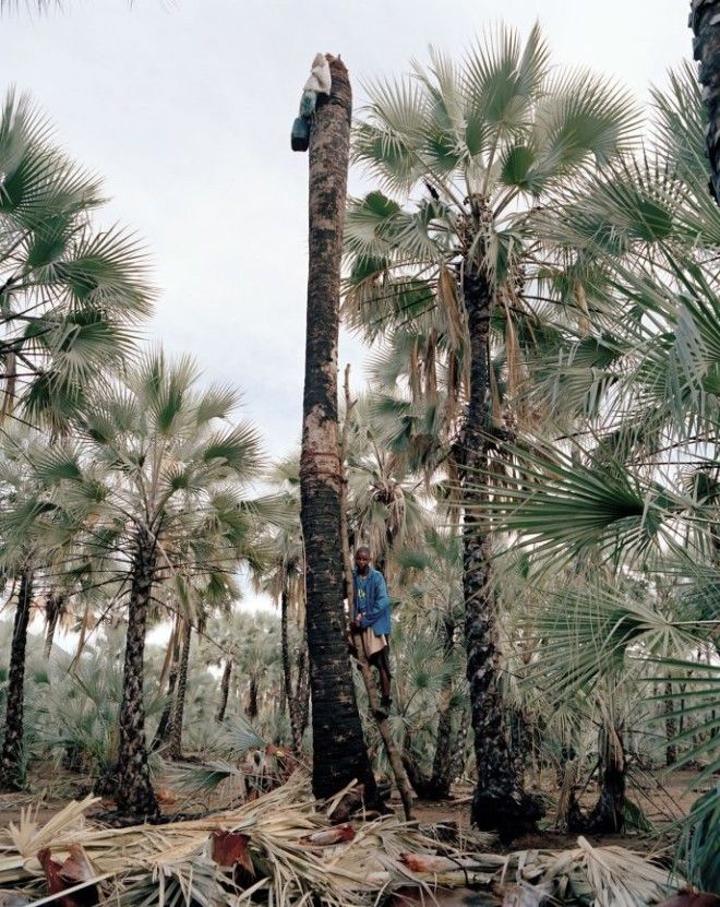 BРискуя жизнью эти мужчины добывают пальмовый сок чтобы заработать на хлеб