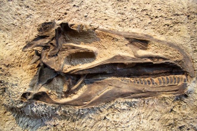 В Патагонии найдены останки самого большого динозавра в истории