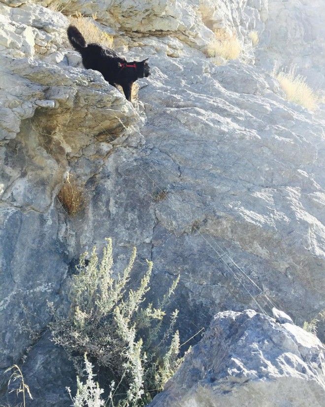 Мохнатый альпинист кошка покоряет горы вместе со своим хозяином
