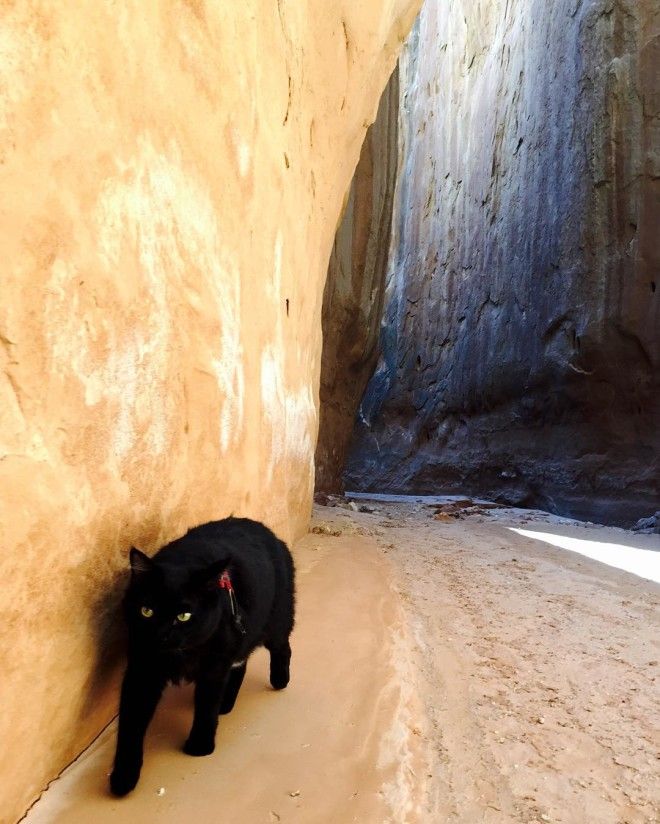 Мохнатый альпинист кошка покоряет горы вместе со своим хозяином