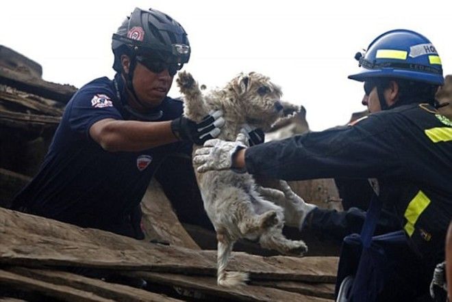 LB11 трогательных фотографий спасения животных которые попали в беду