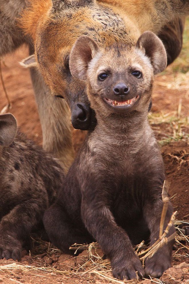 20 самых счастливых и улыбающихся животных которых засняли на камеру