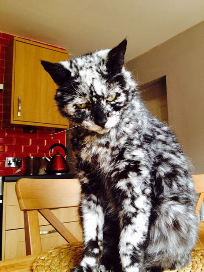 12 котов с безумным окрасом шерсти которые сделают ваш день