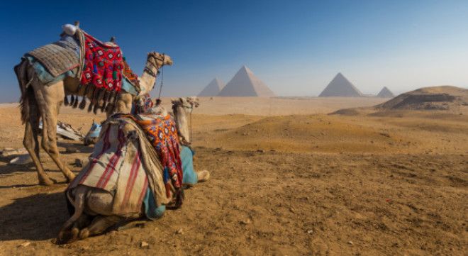 Верблюды в пустыне на фоне пирамид