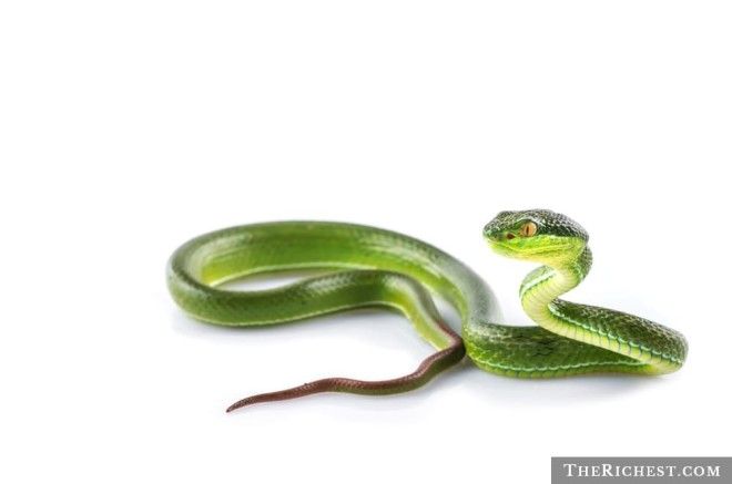 15 тревожных фактов о змеях которые вы предпочли бы не знать