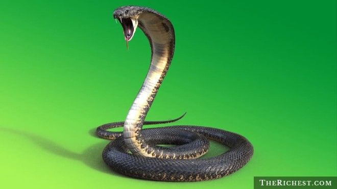 15 тревожных фактов о змеях которые вы предпочли бы не знать