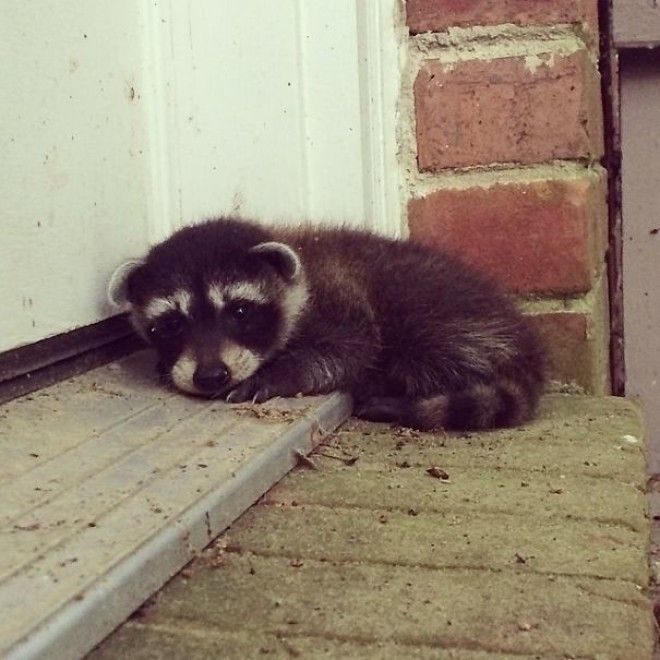 Coworker Found This Cute Guy Waiting On Her Doorstep This Morning