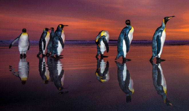 Королевские пингвины в объективе