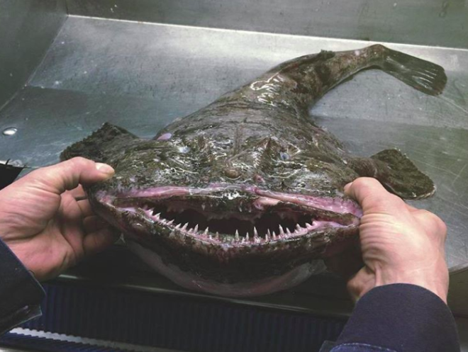 S14 невероятных чудовищ которых удалось поймать моряку из Мурманска