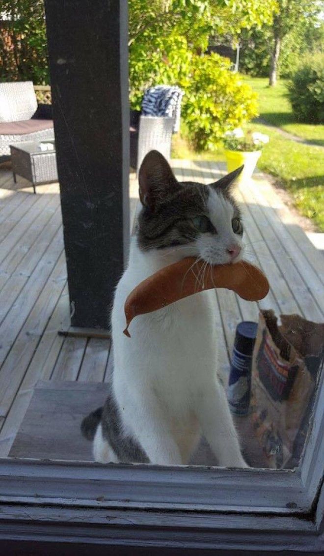 Cat returns with sausage stolen from unknown neighbors bbq...