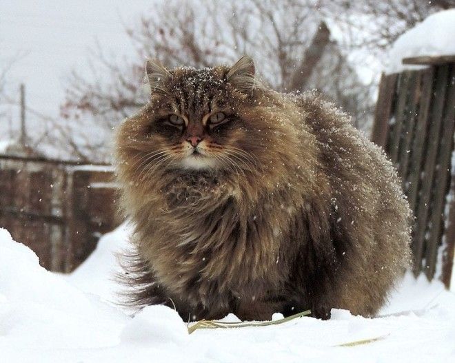 Siberian Cat