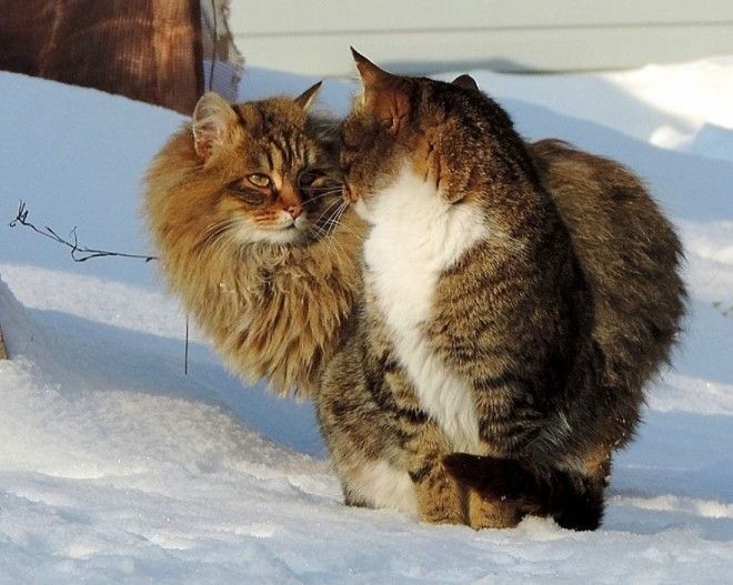 Siberian Cat