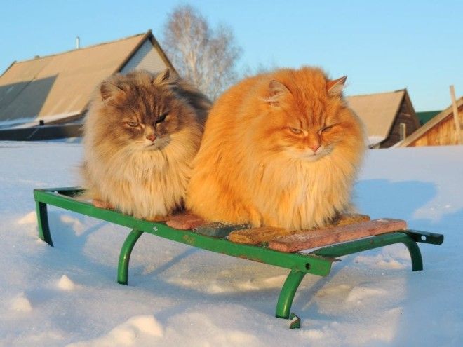 Siberian Cat